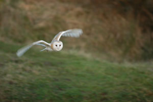 barn_owl_01