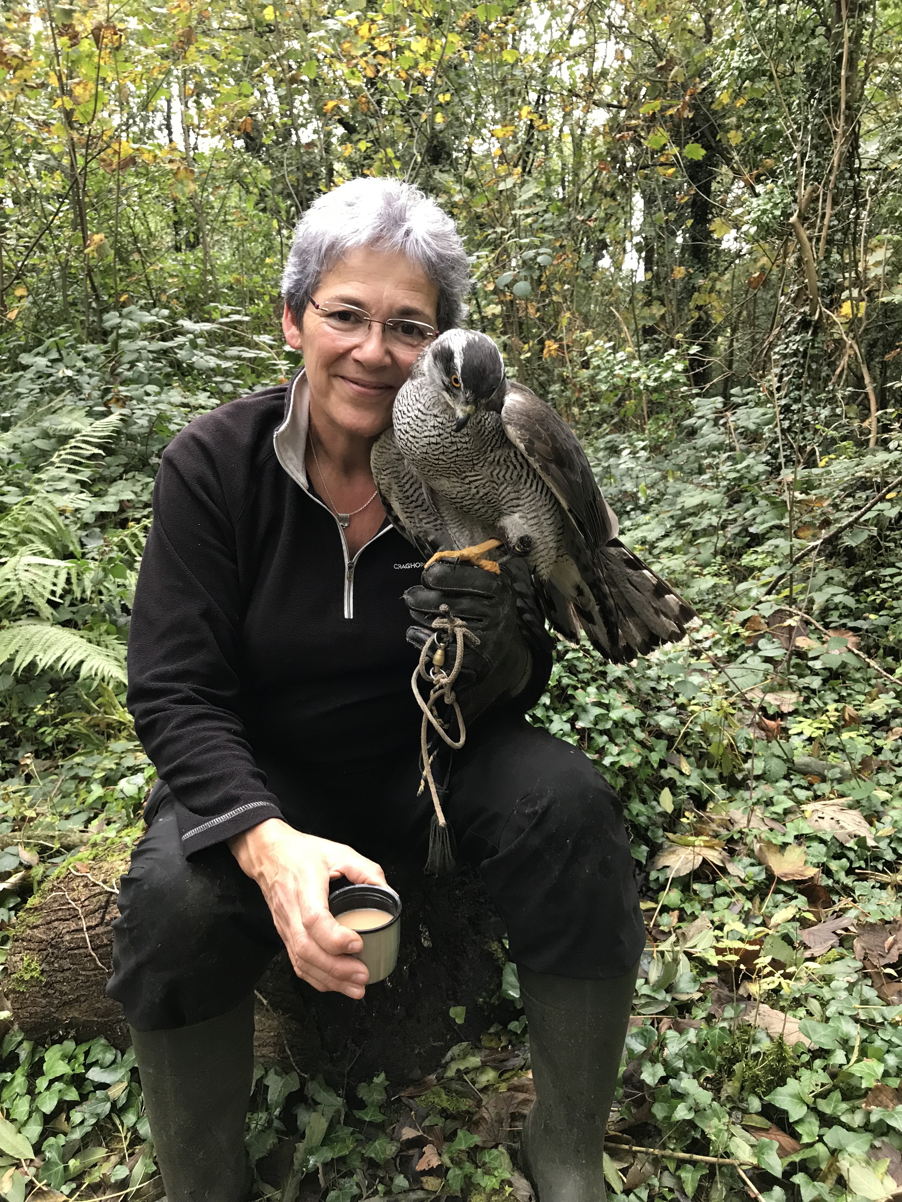 Ellie the Goshawk